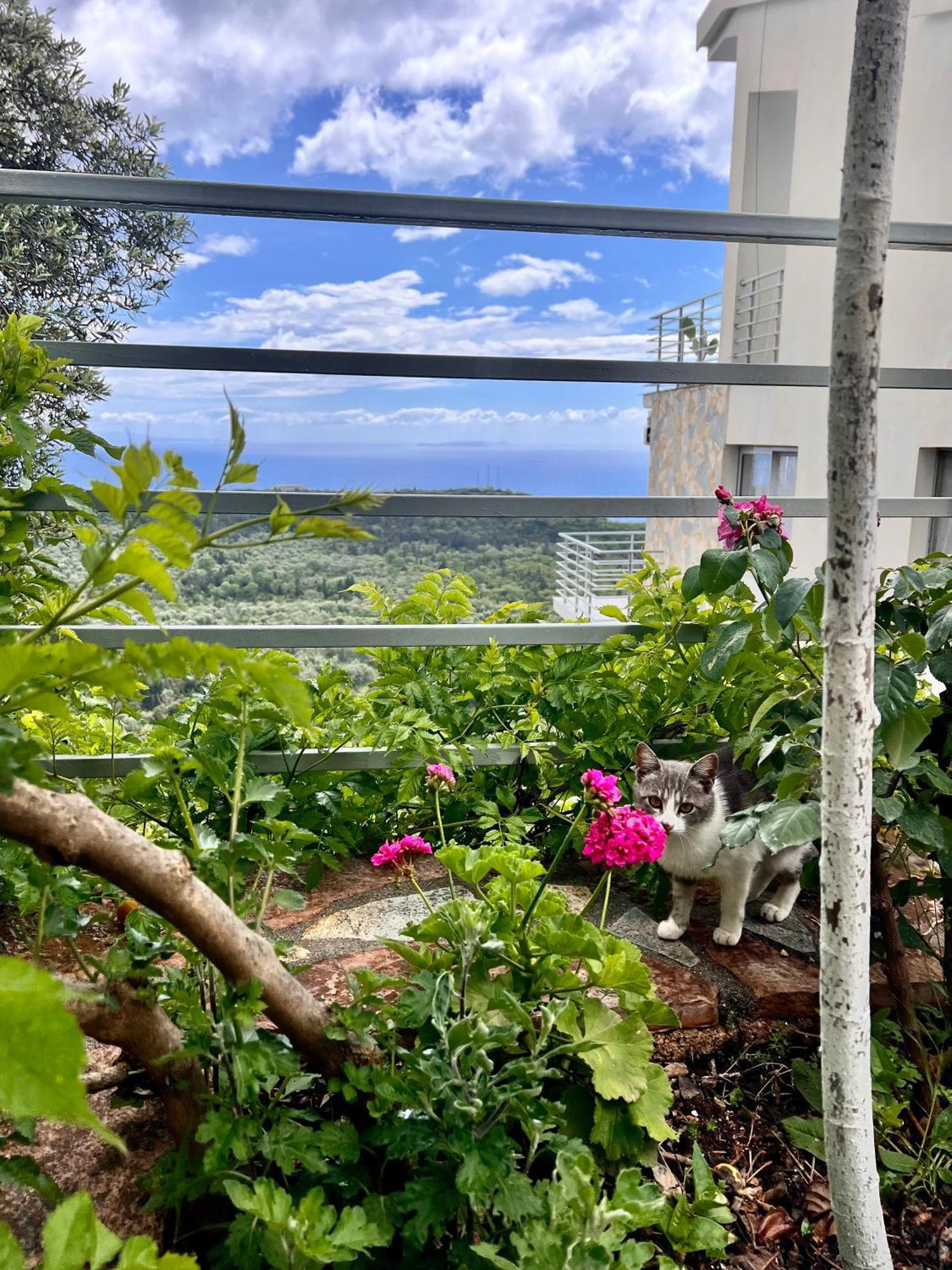 Vila Tatjana Konuk evi Vuno Dış mekan fotoğraf